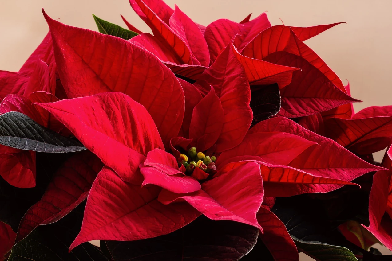 Weihnachtsstern und Amaryllis bersommern | Radio TOP FM