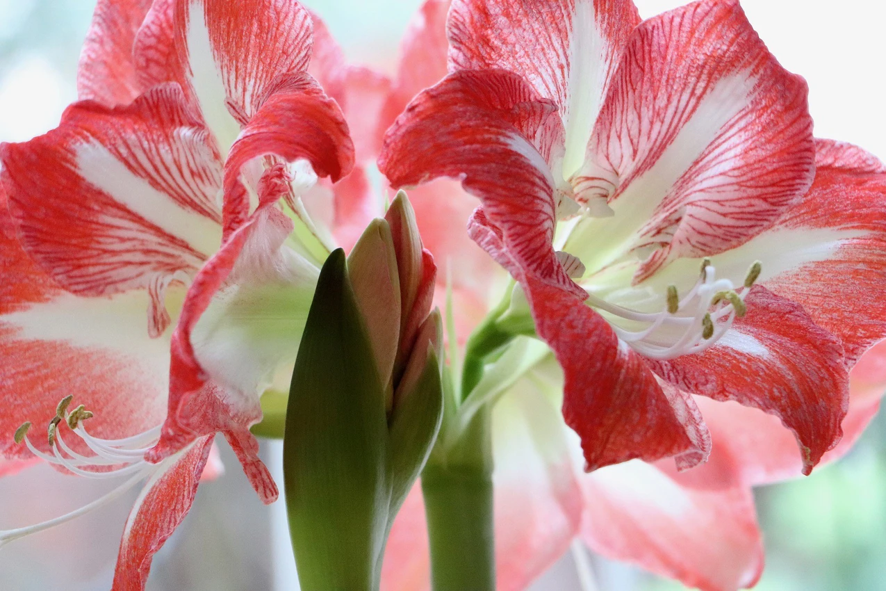 Weihnachtsstern und Amaryllis bersommern | Radio TOP FM