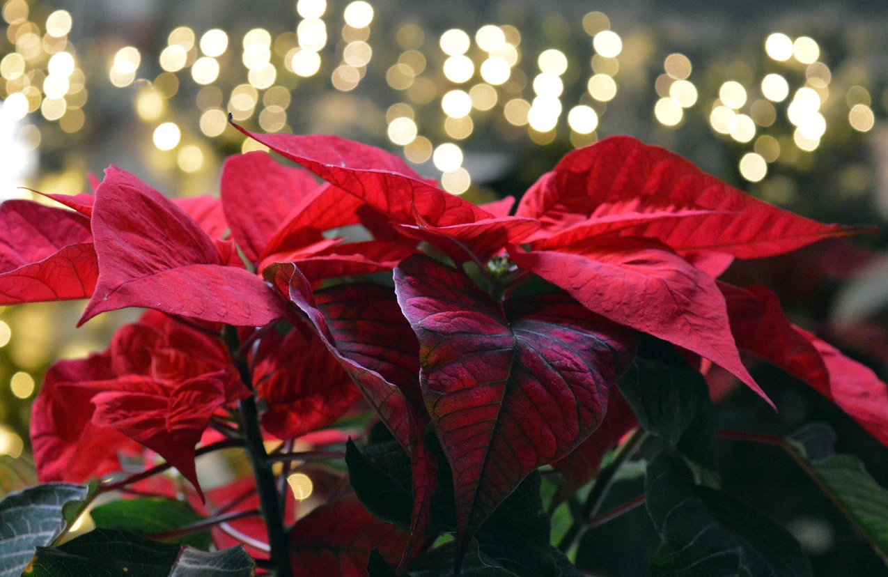 Weihnachtsstern und Amaryllis bersommern | Radio TOP FM