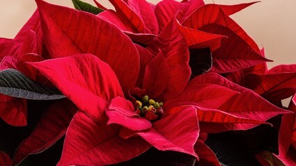 Weihnachtsstern und Amaryllis bersommern | Radio TOP FM